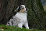 BERGER AUSTRALIEN PUPPIES 888